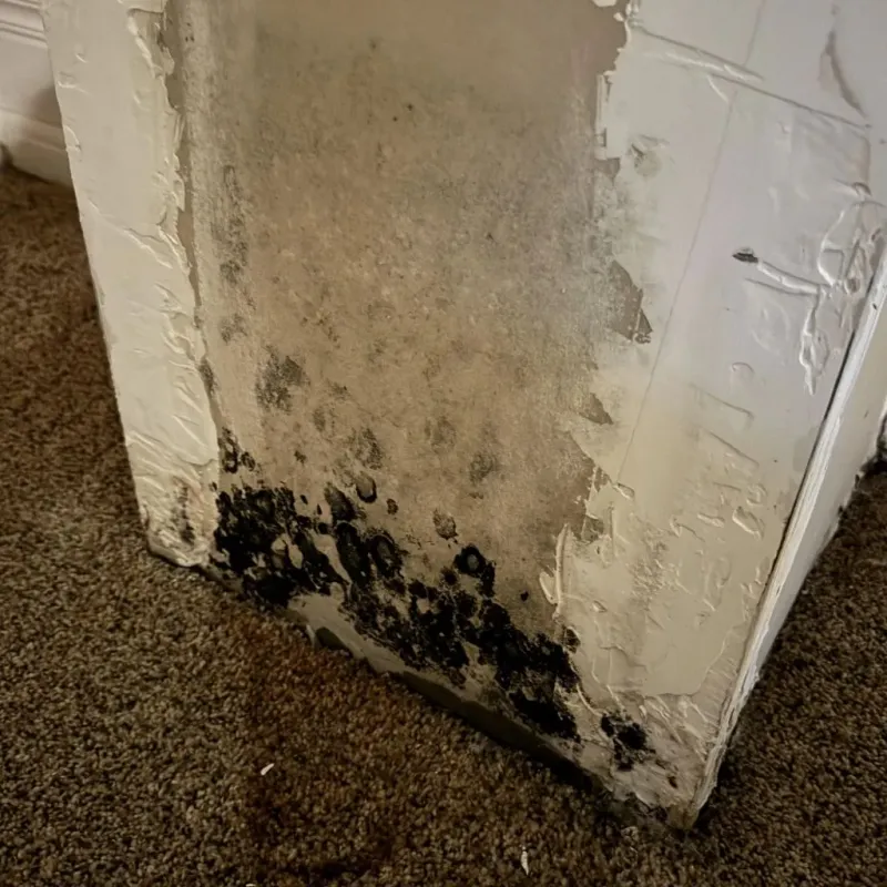 Professional Mold Removal in Sarasota, FL